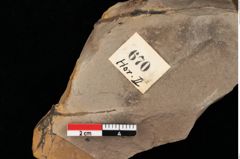Foto (Detailansicht) von Myrica lignitum Unger (NHMW-GEO-2024-0188-0670)